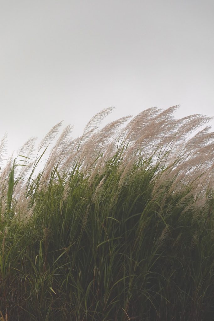 Tall-grass-bending-in-a-strong-wind