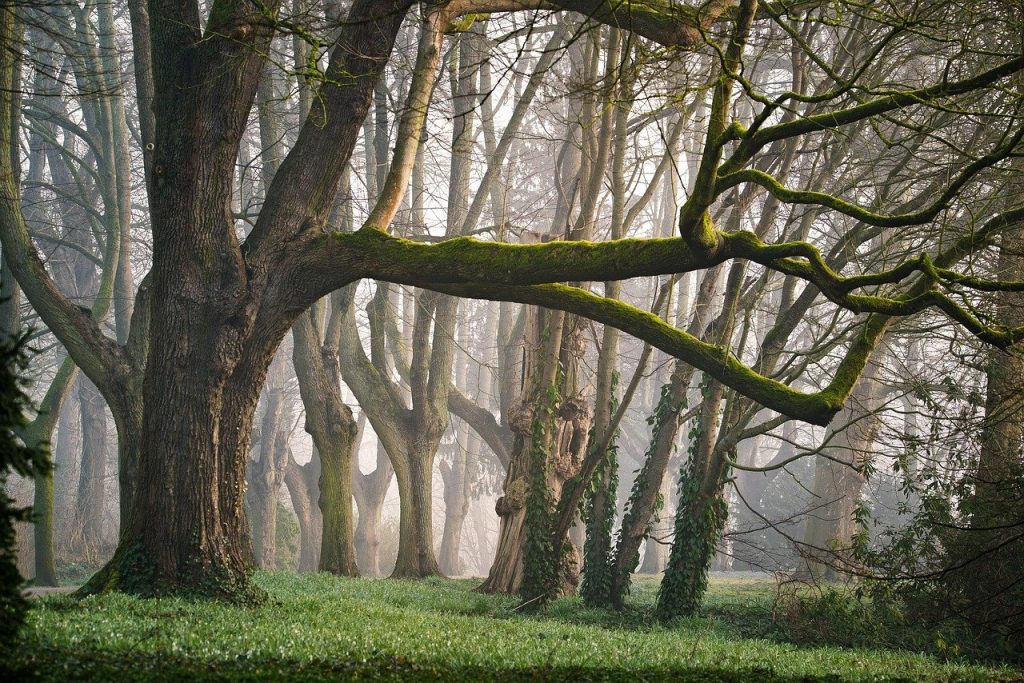 Thick-morning-fog-over-a-quiet-landscape