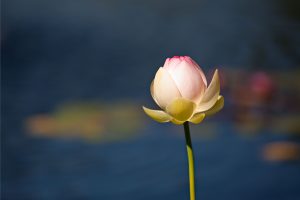 A-single-flower-opening-in-soft-morning-light