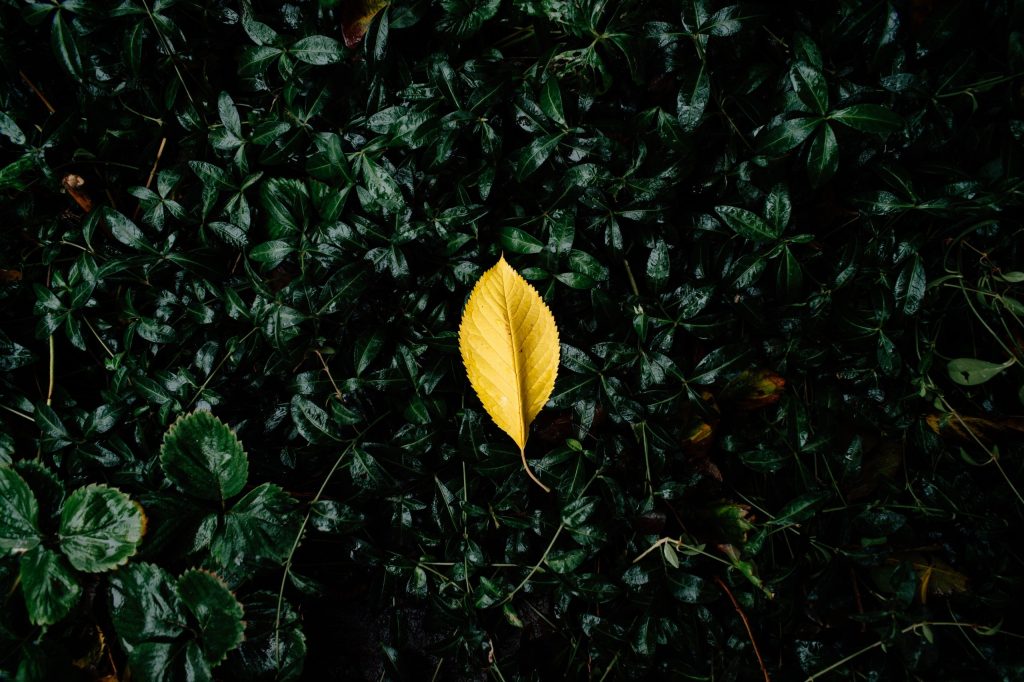 A-single-leaf-unlike-all-the-others-on-a-forest-floor