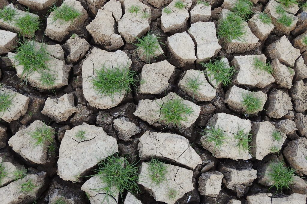 Dry-cracked-earth-with-green-shoots-growing-up-through-the-cracks