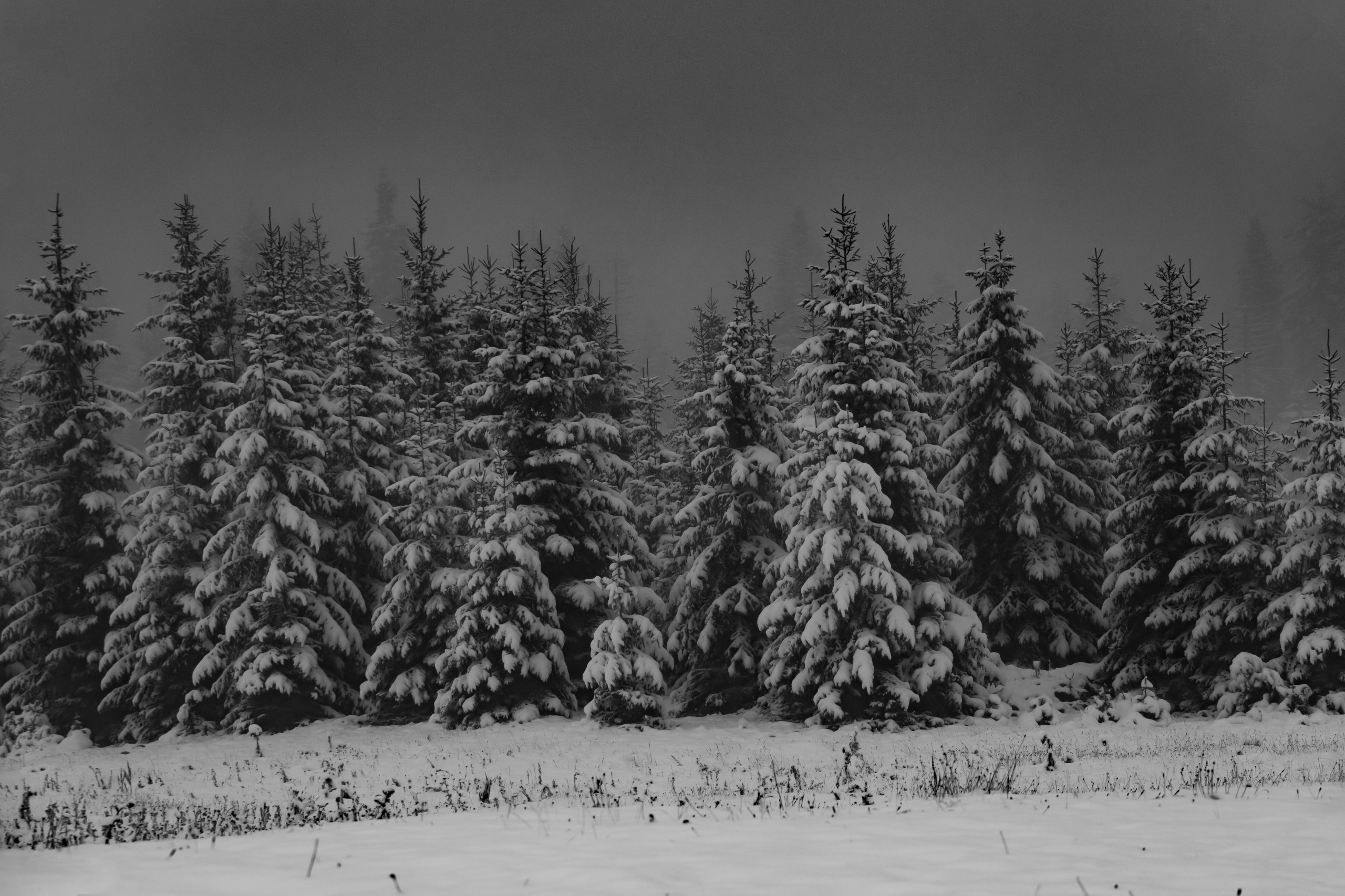 Thick-snow-falling-silently-over-a-dark-pine-forest