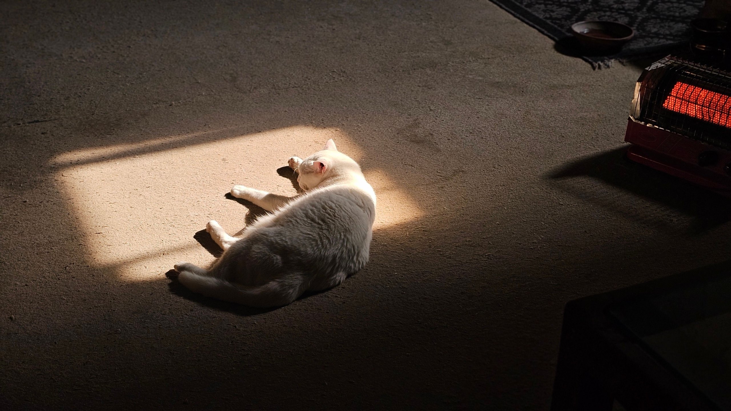cat-asleep-in-sunlight