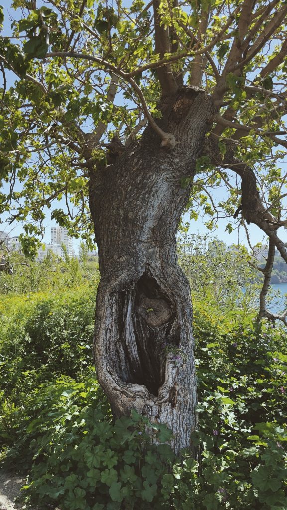 old-olive-tree-with-a-deep-open-hollow-in-its-trunk