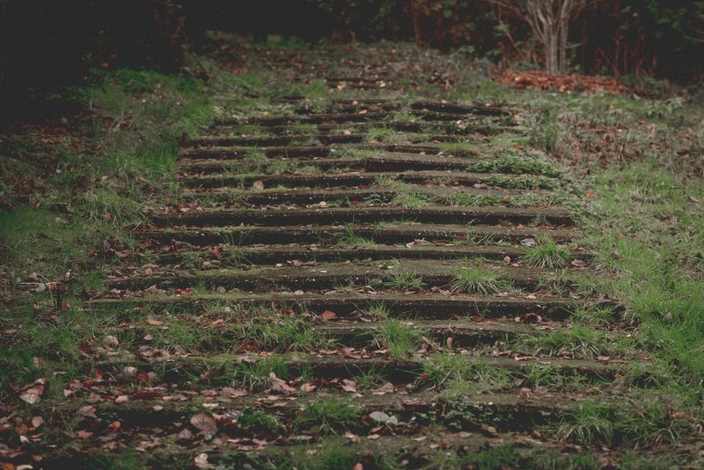 Old overgrown steps leading up into the trees