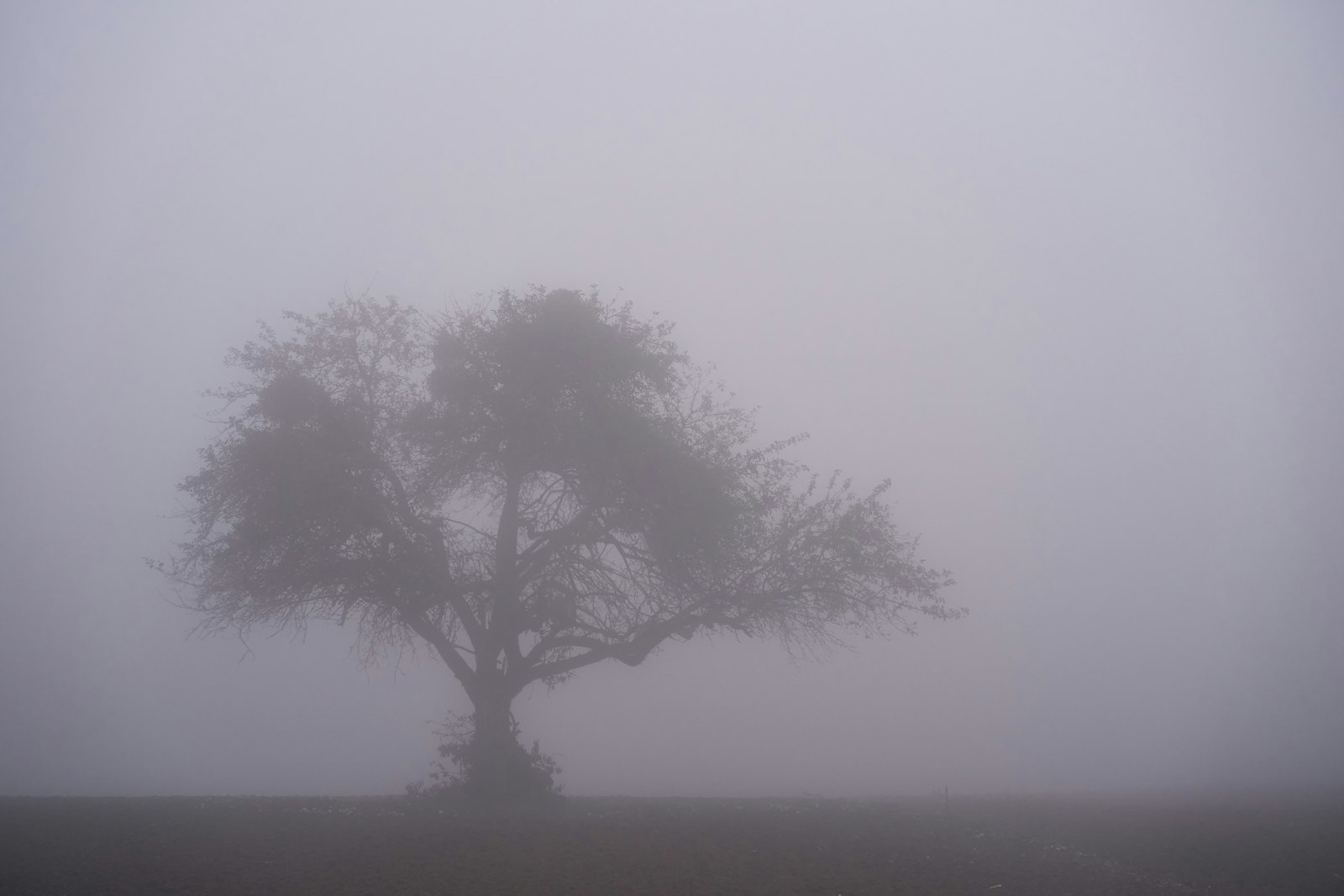 old-tree-alone-in-a-misty-field